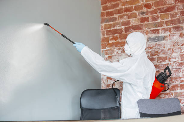 Best Black Mold Removal  in Putnam Lake, NY