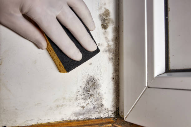 Best Airborne Mold Testing  in Putnam Lake, NY